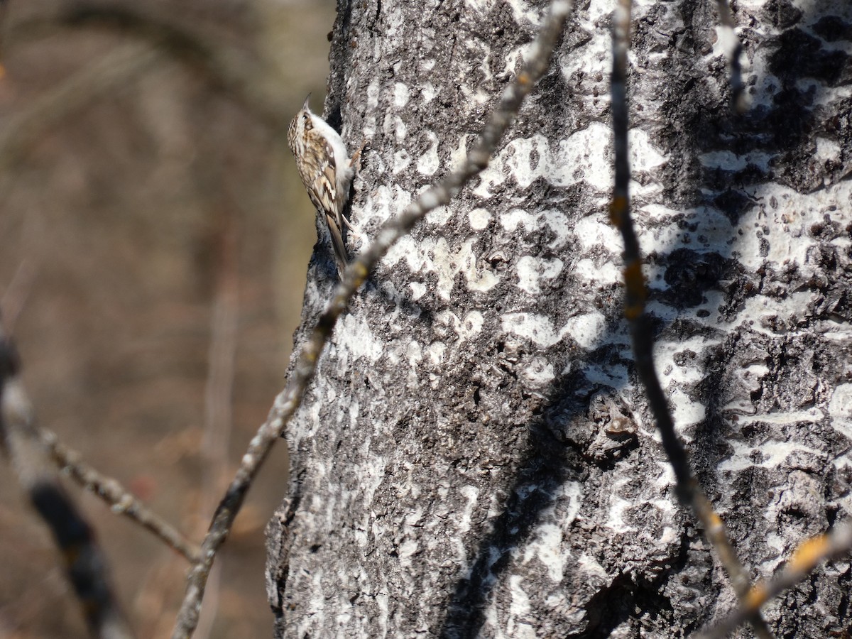 Eurasian Treecreeper - ML555551181