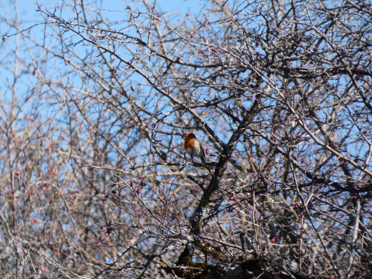 European Robin - ML555551371