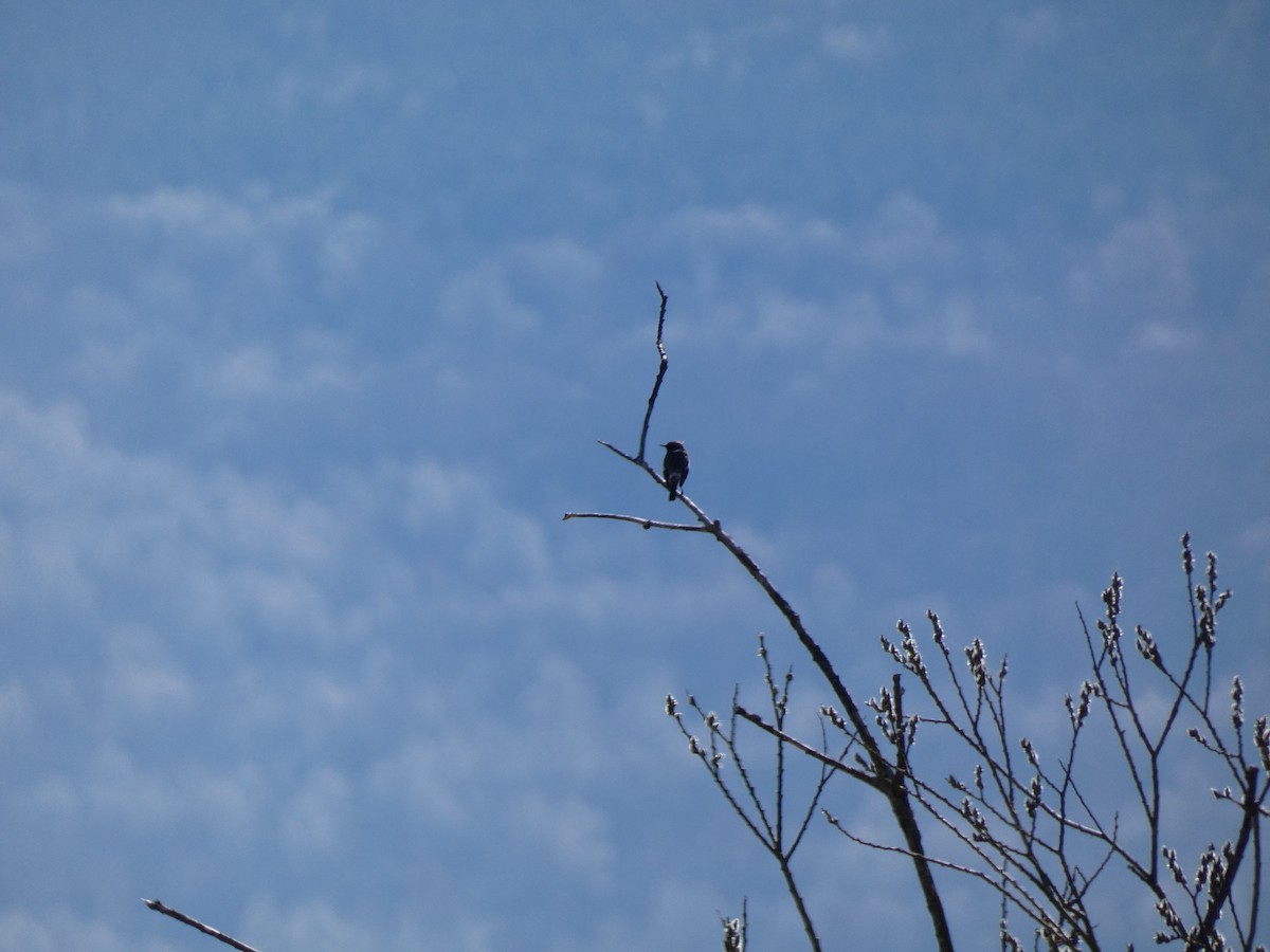 European Stonechat - Török Tamás