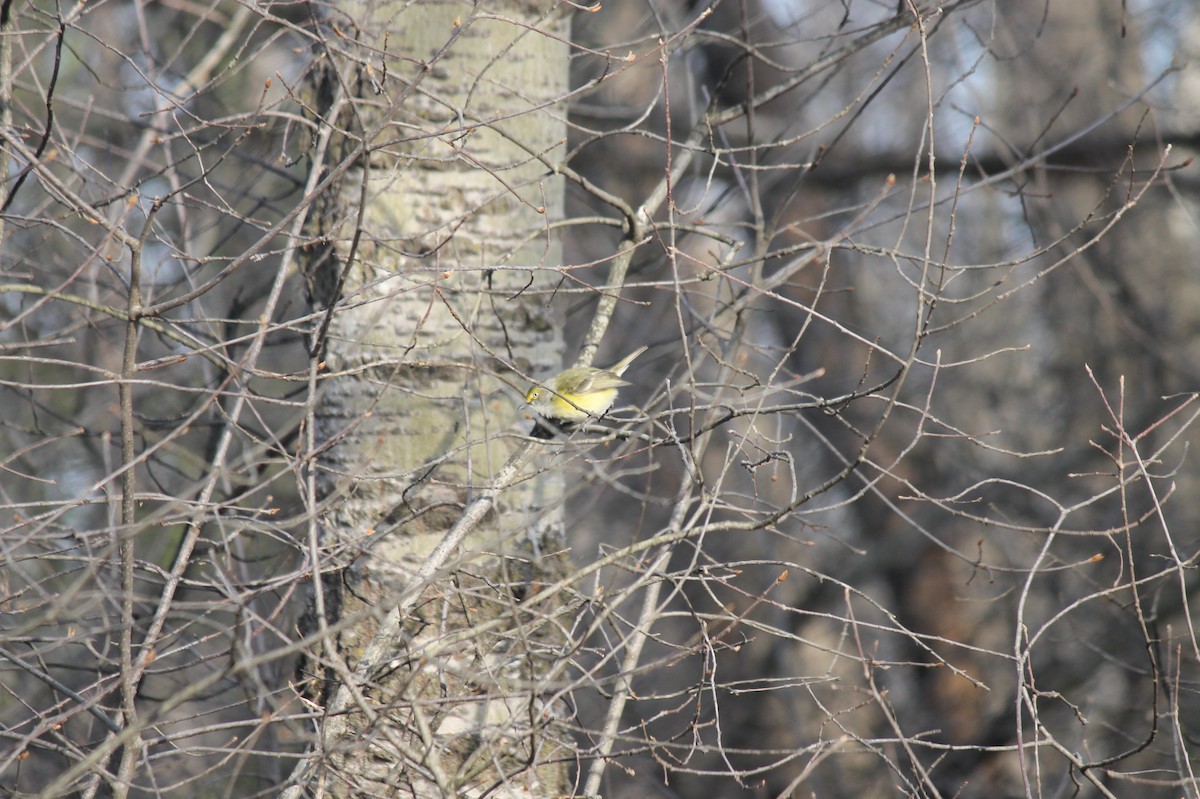 Vireo Ojiblanco - ML55555301