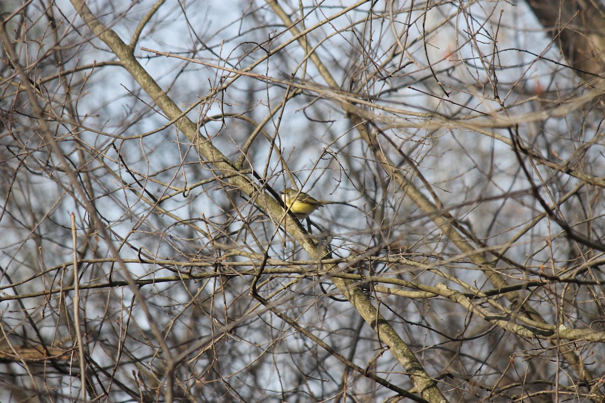 Vireo Ojiblanco - ML55555321