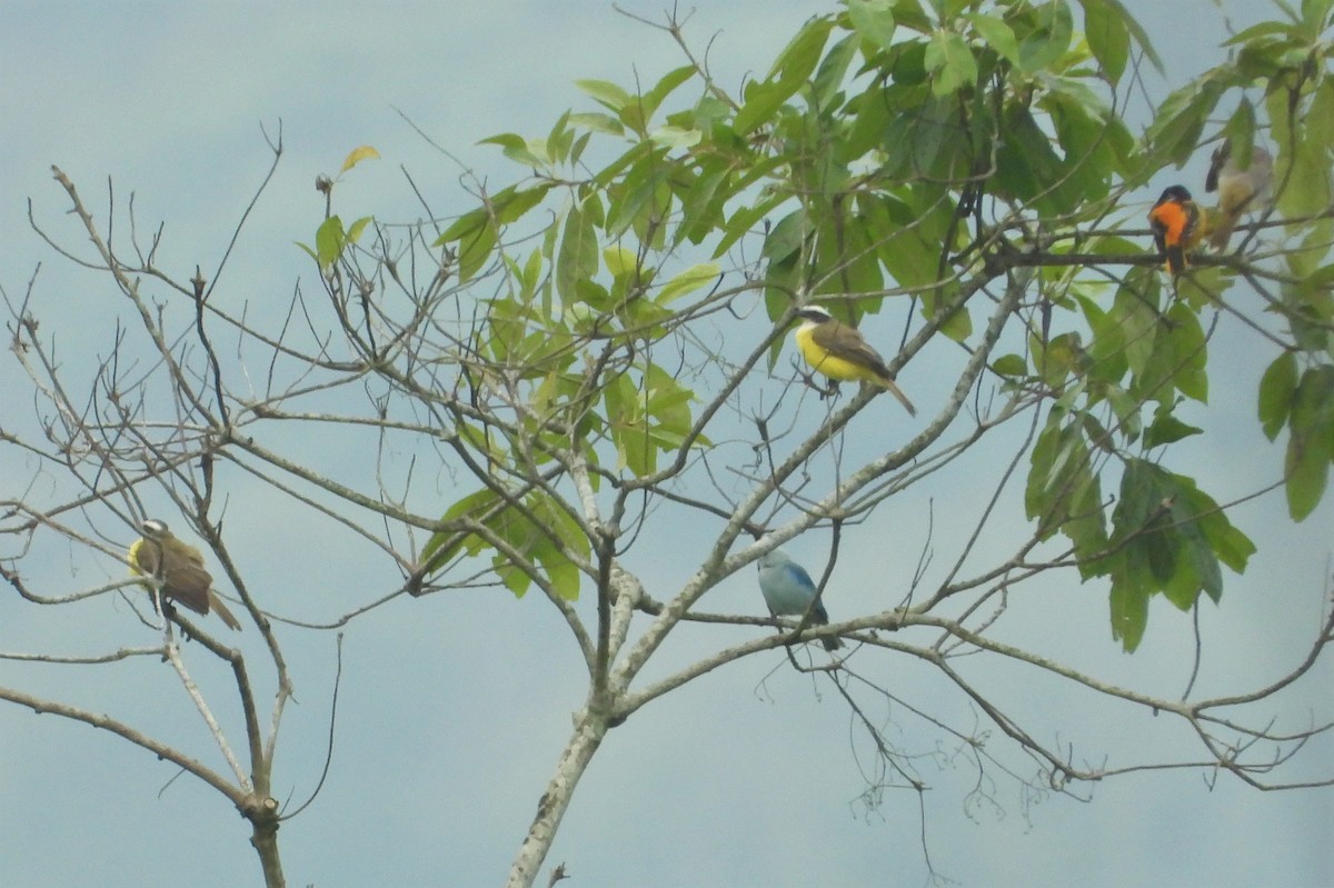 Oriole de Baltimore - ML555554901