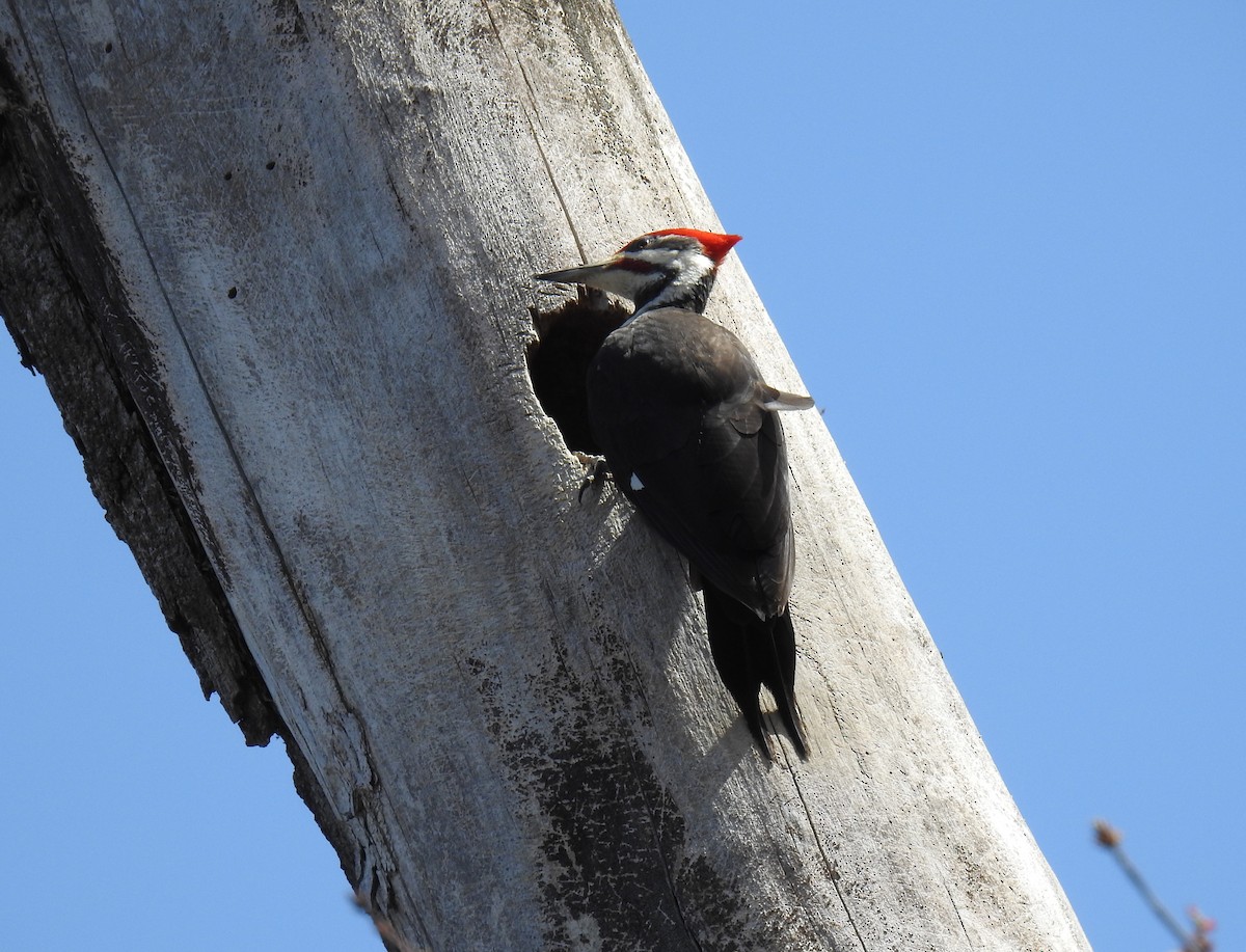 Pileated Woodpecker - ML555555081