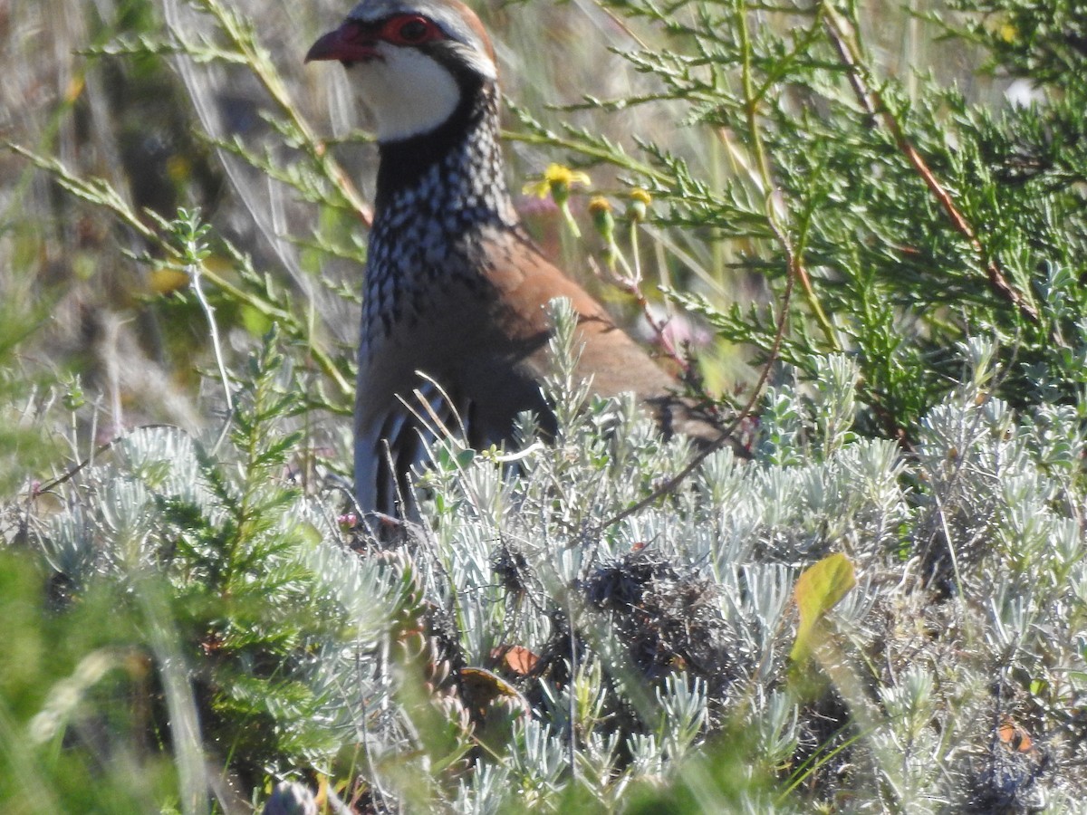 Red-legged Partridge - Claudia Vazquez