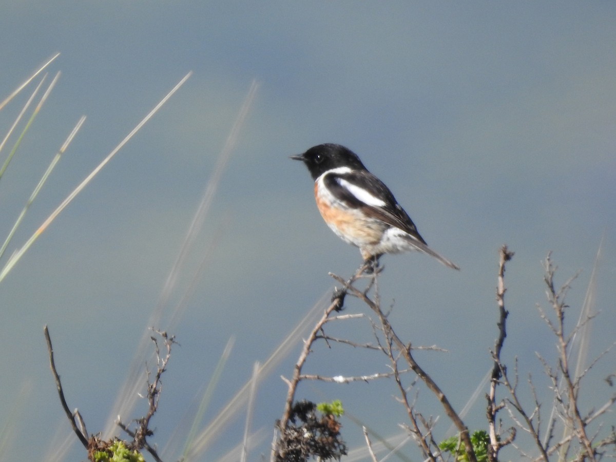 European Stonechat - Claudia Vazquez