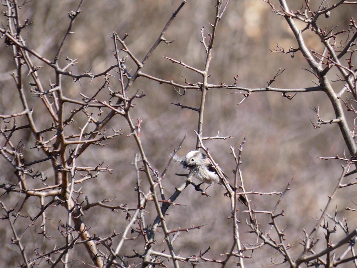 Long-tailed Tit - ML555556251