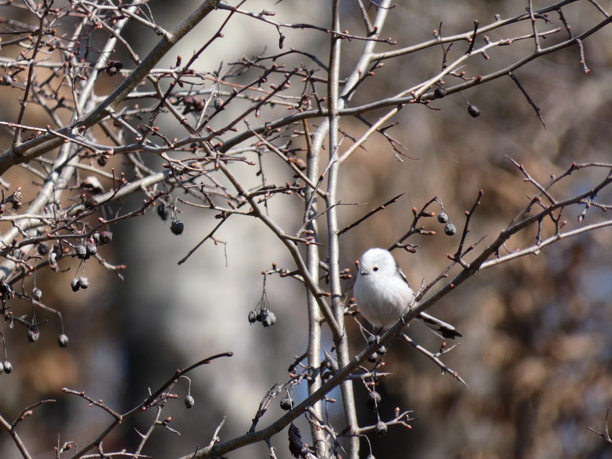 Long-tailed Tit - ML555556261