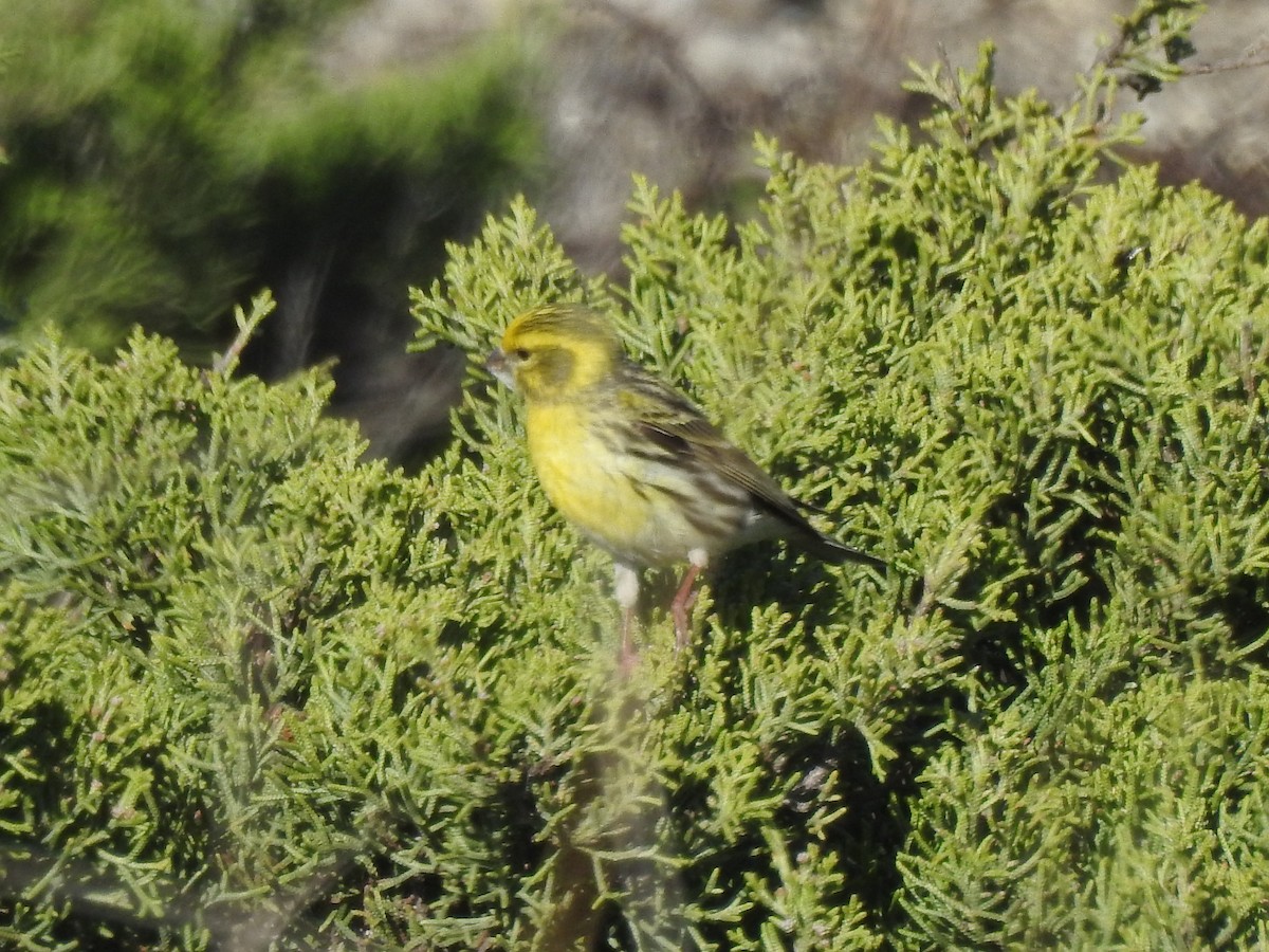 European Serin - ML555556421