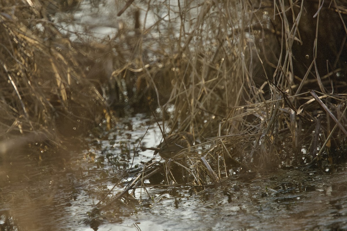 Hudson Körfezi Serçesi - ML555556841