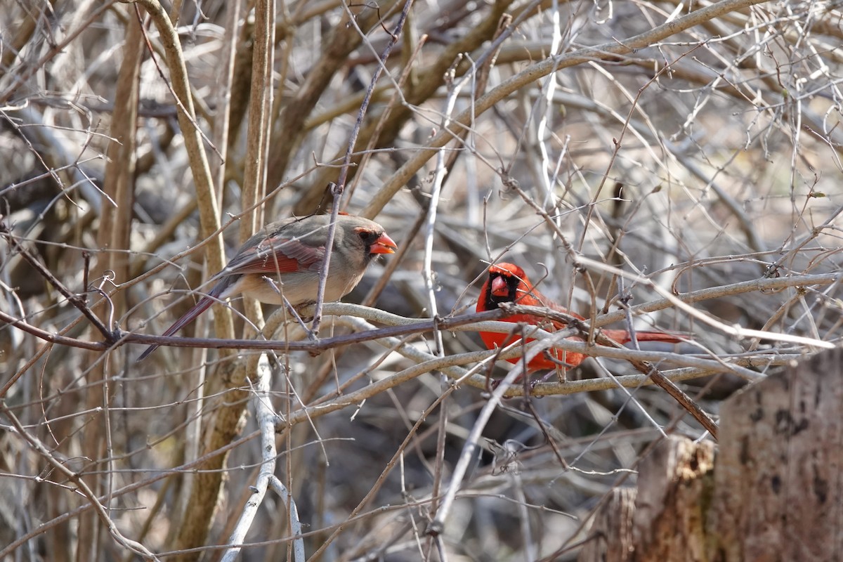 Northern Cardinal - ML555558401