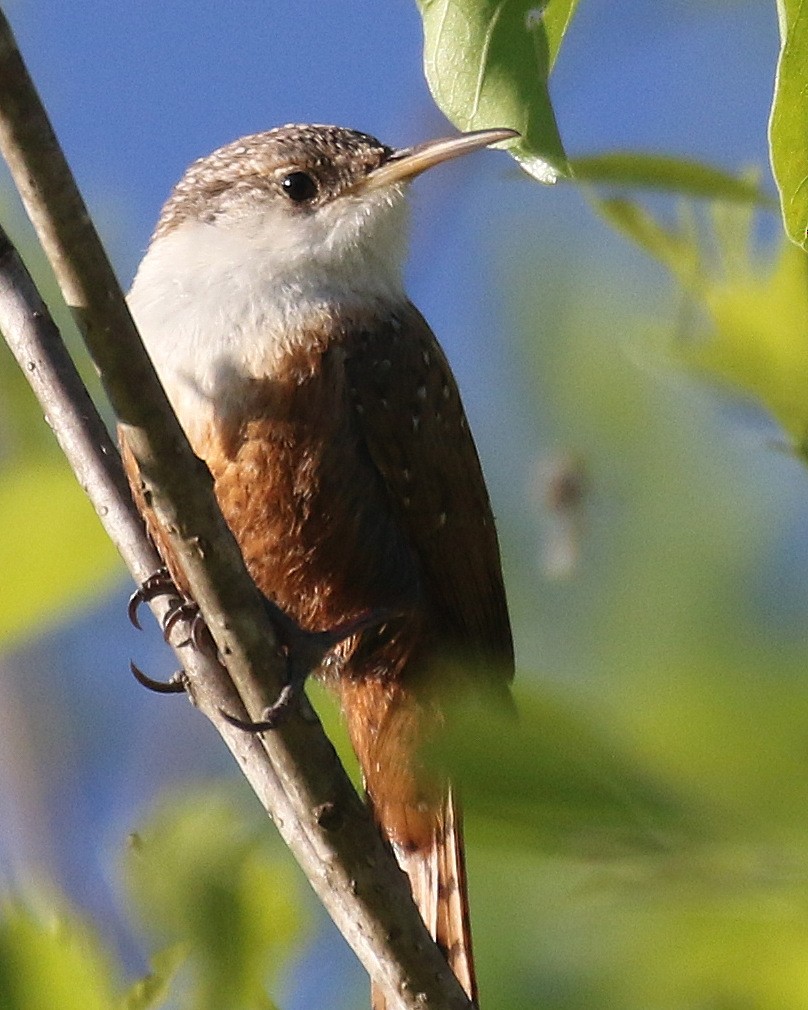 Canyon Wren - ML55555911