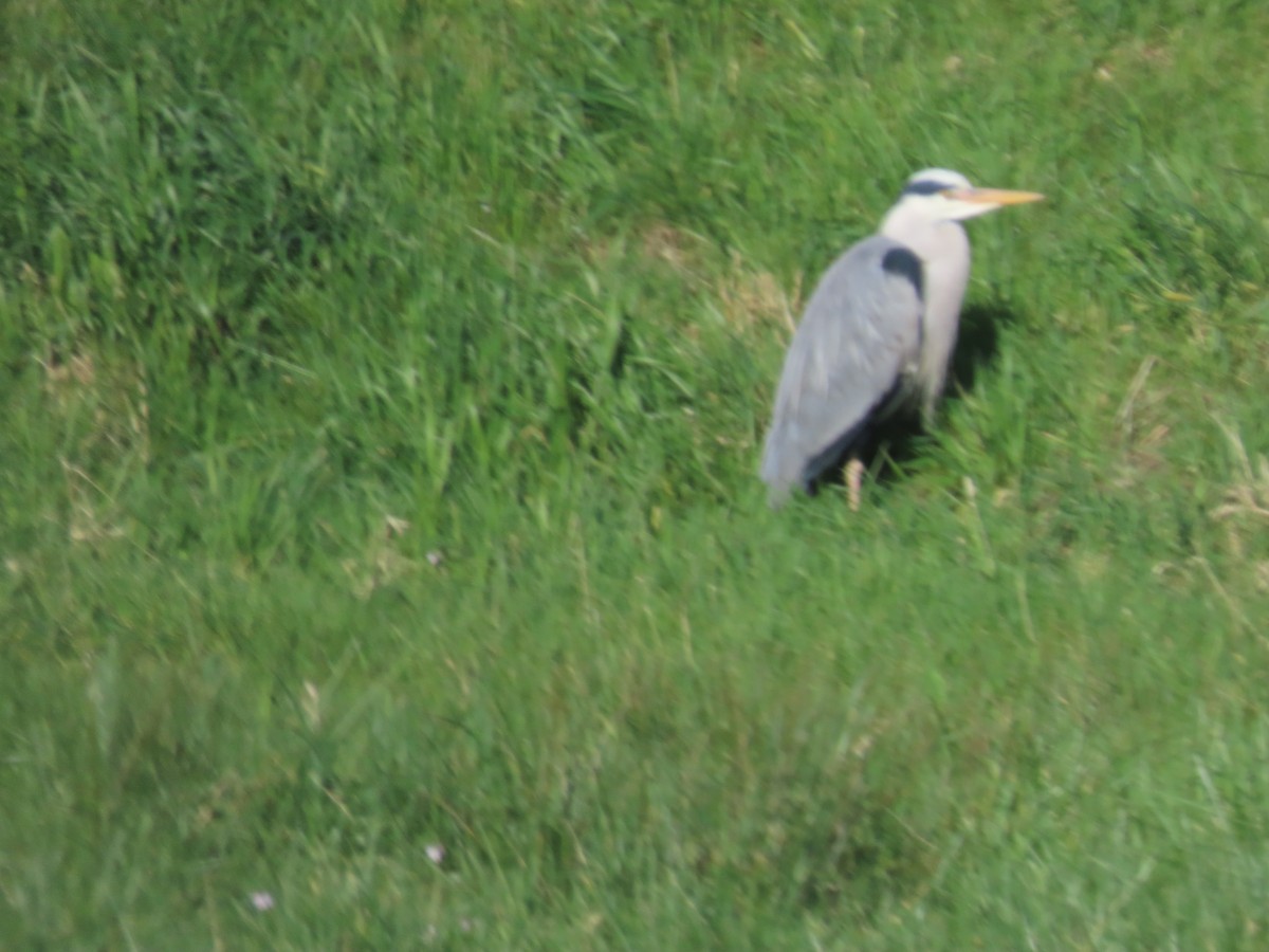 Graureiher - ML555559211