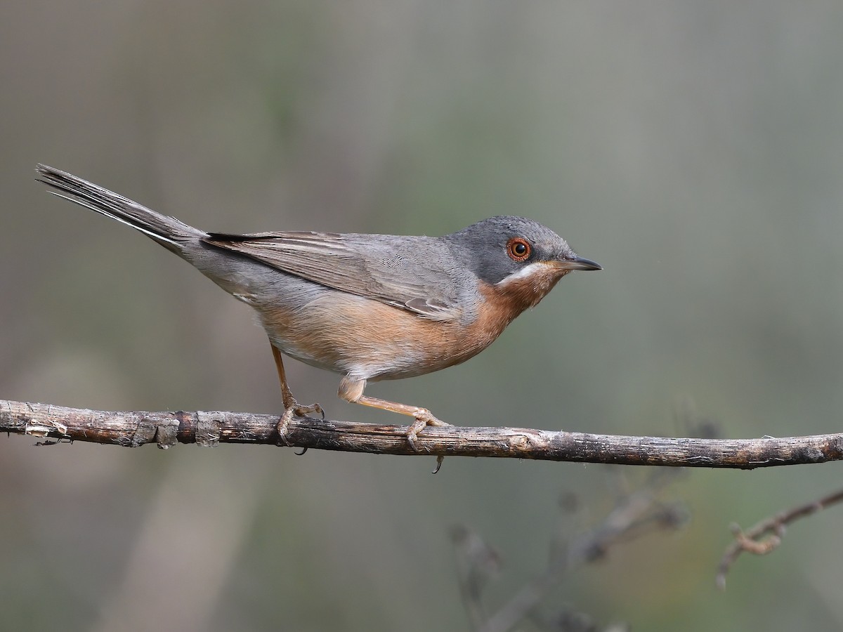 Curruca Carrasqueña Occidental - ML555560241