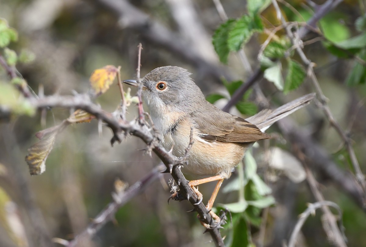 Curruca Carrasqueña Occidental - ML555560341