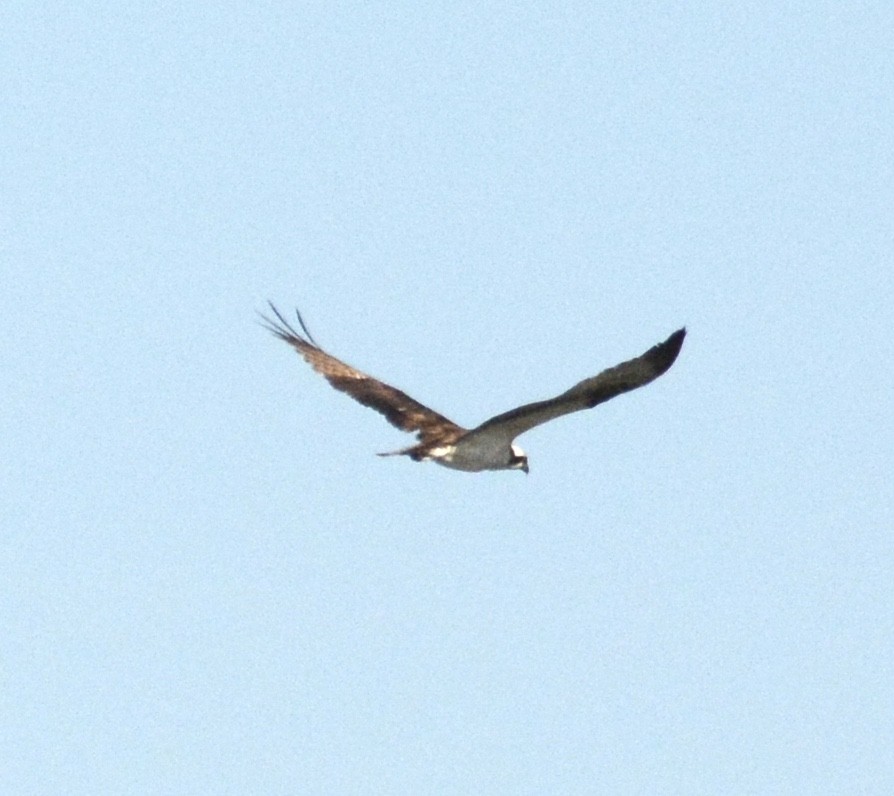 Águila Pescadora - ML555563961