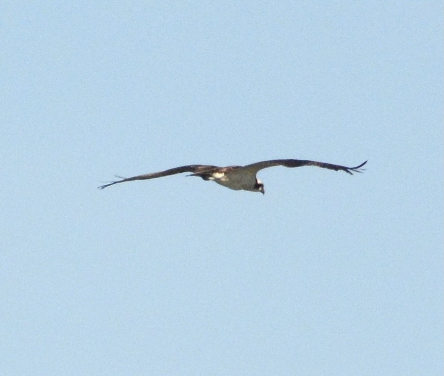 Águila Pescadora - ML555563971