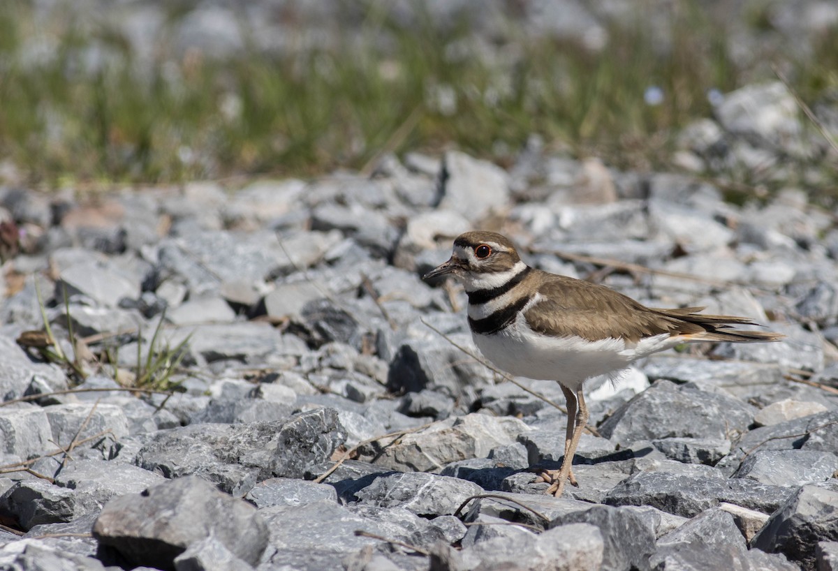 Killdeer - ML555564401