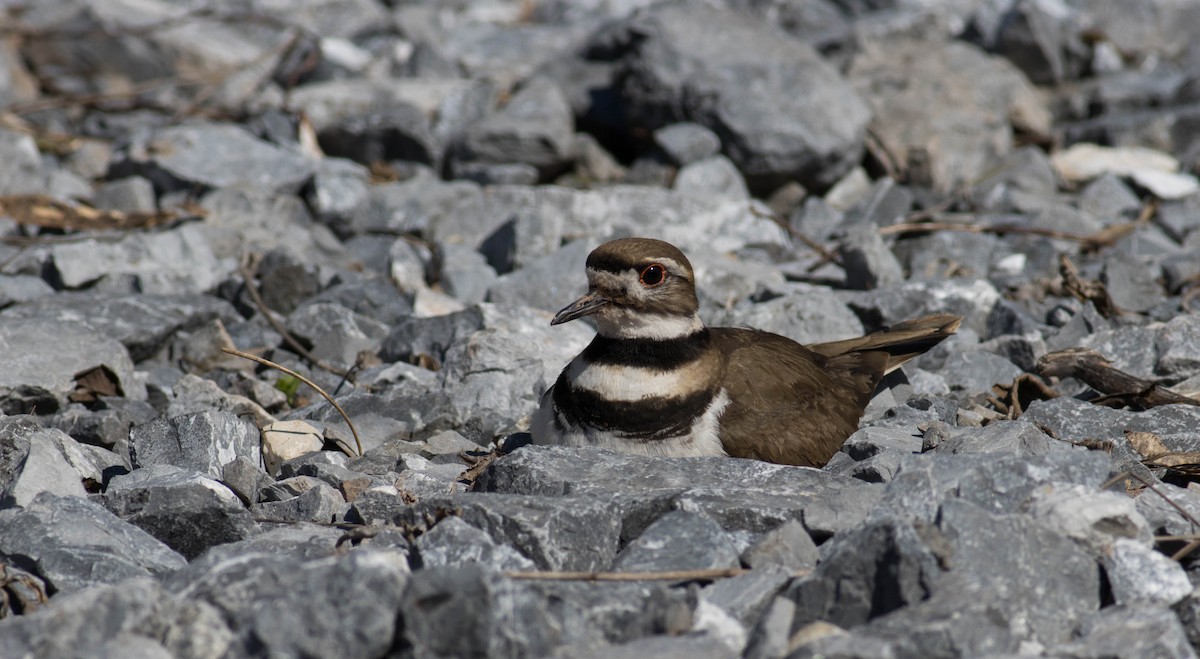 Killdeer - ML555564411