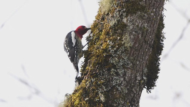 Pic à poitrine rouge - ML555565501