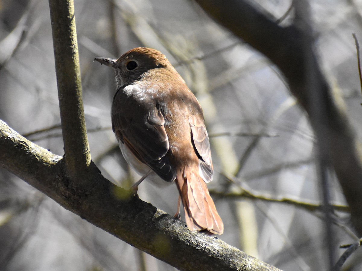 Hermit Thrush - ML555565601