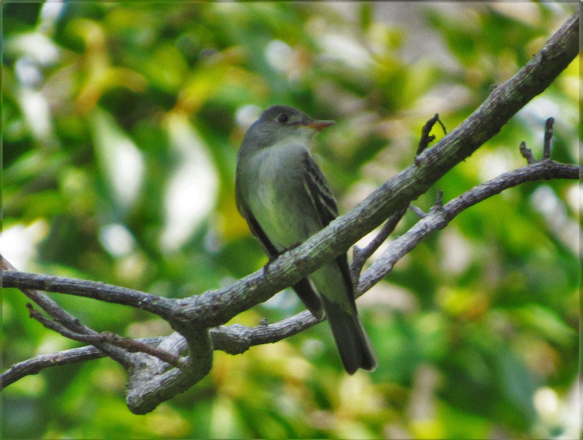 Eastern Wood-Pewee - ML55556691