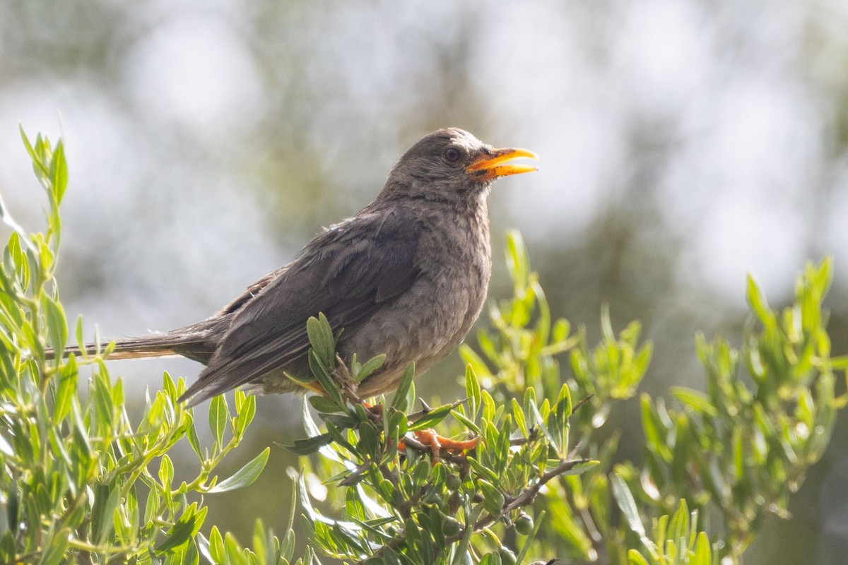 Chiguanco Thrush - ML555566961