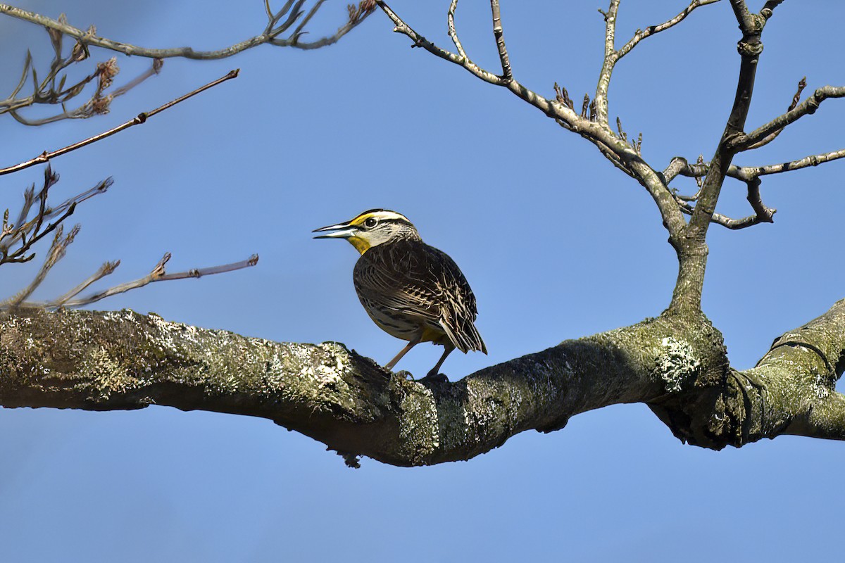 Eastern Meadowlark - ML555567051