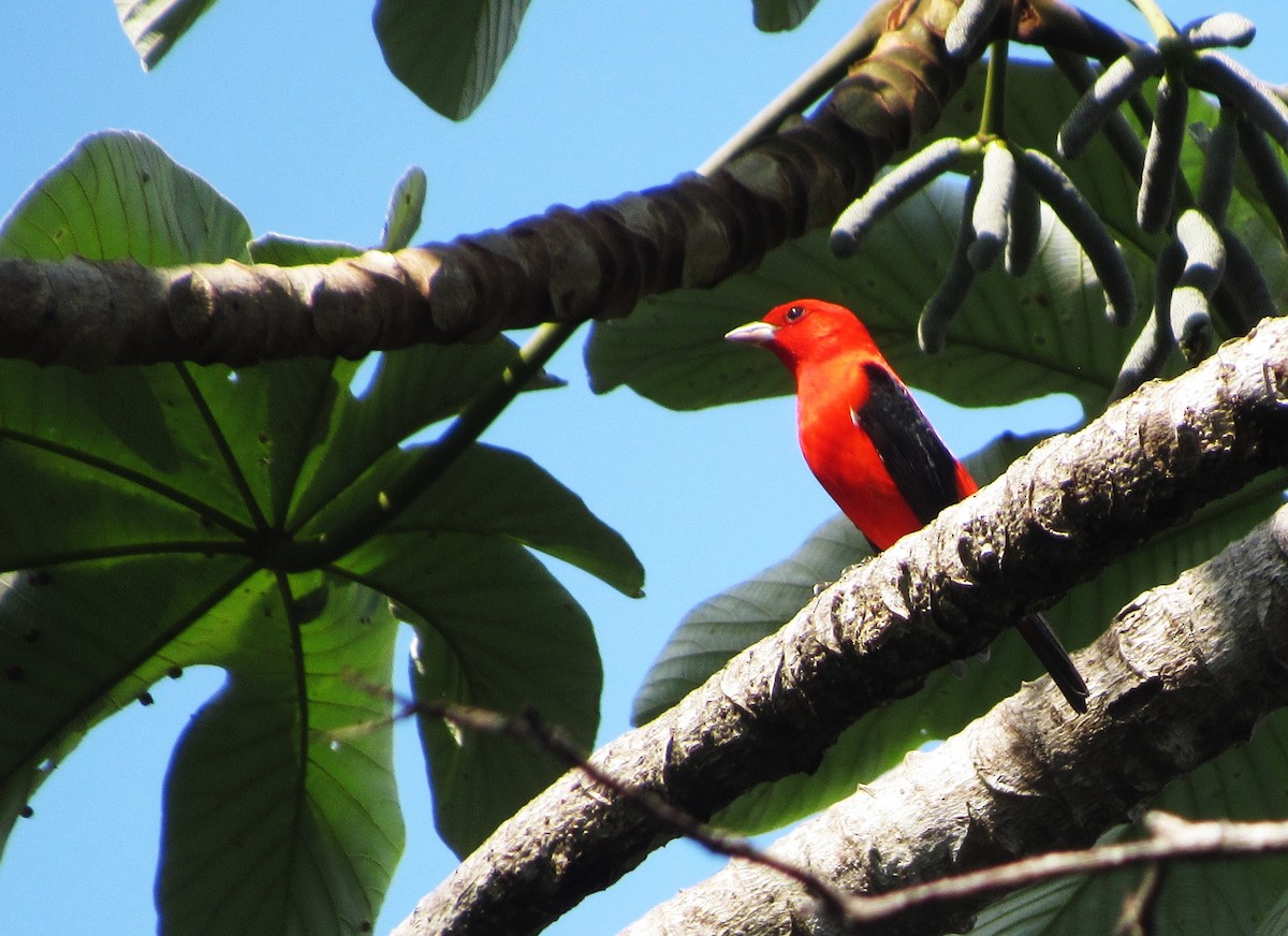 Scarlet Tanager - ML55556751