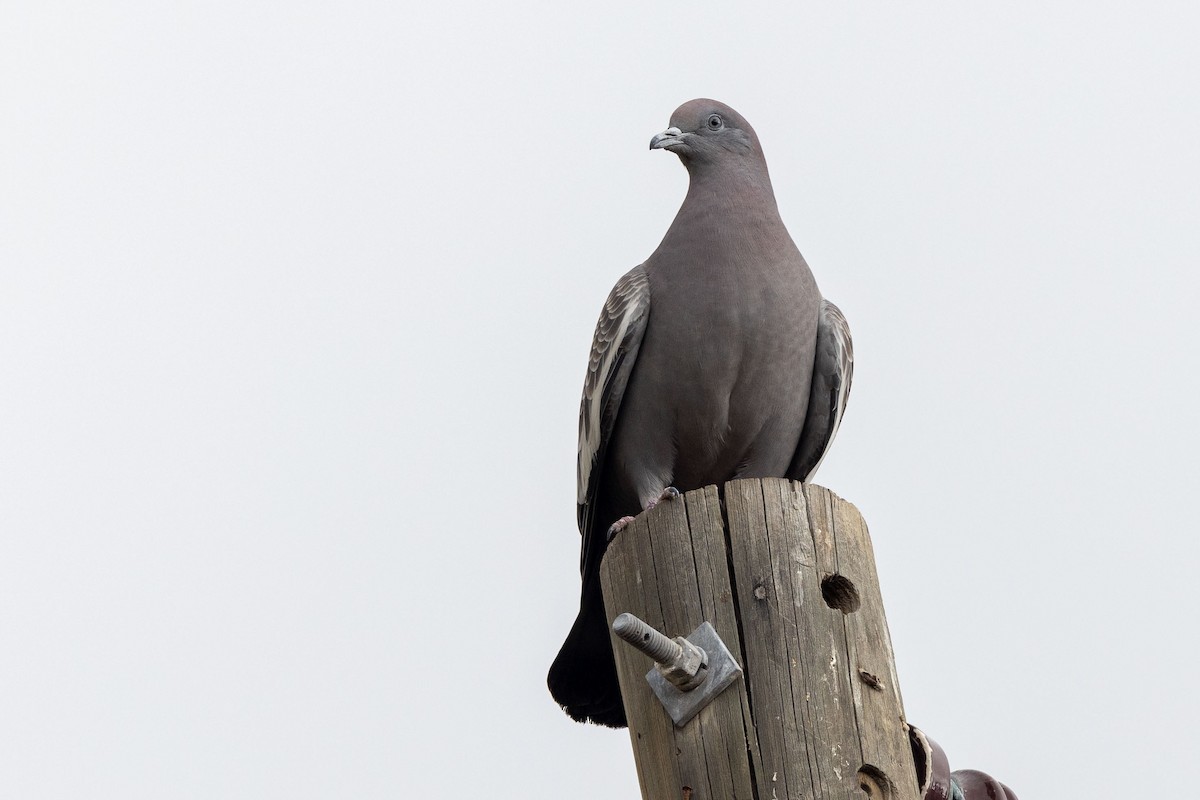 Spot-winged Pigeon - ML555568291