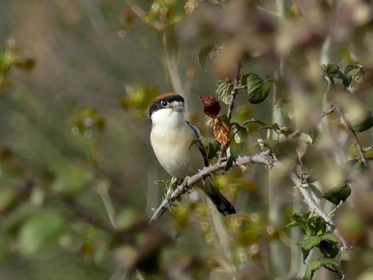 Woodchat Shrike - ML555568671