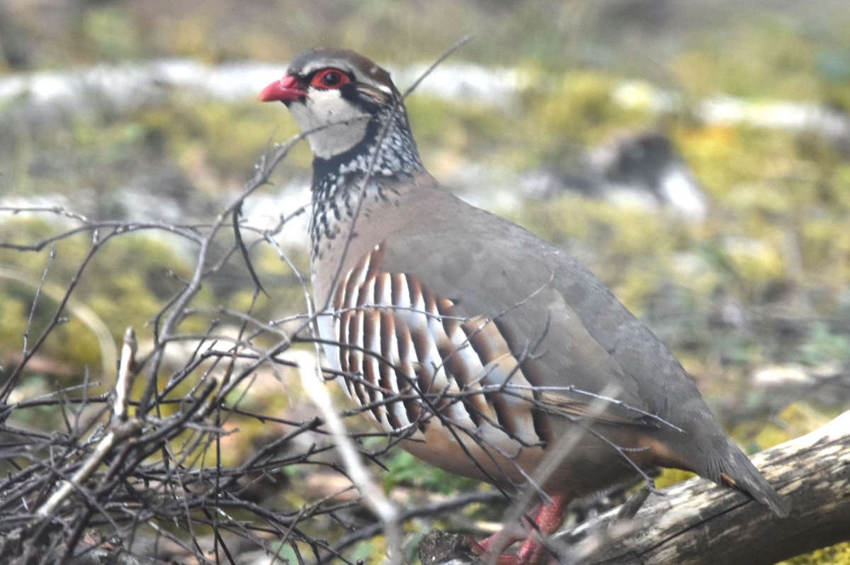 Red-legged Partridge - Blair Whyte