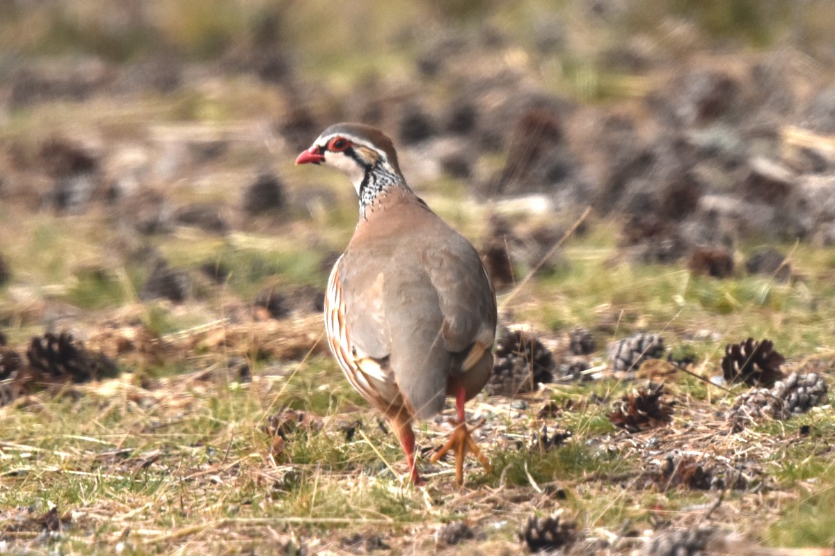 Red-legged Partridge - ML555568981