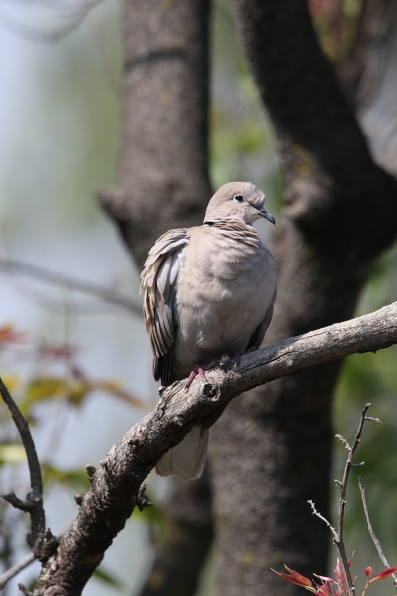 Eurasian Collared-Dove - ML555569131