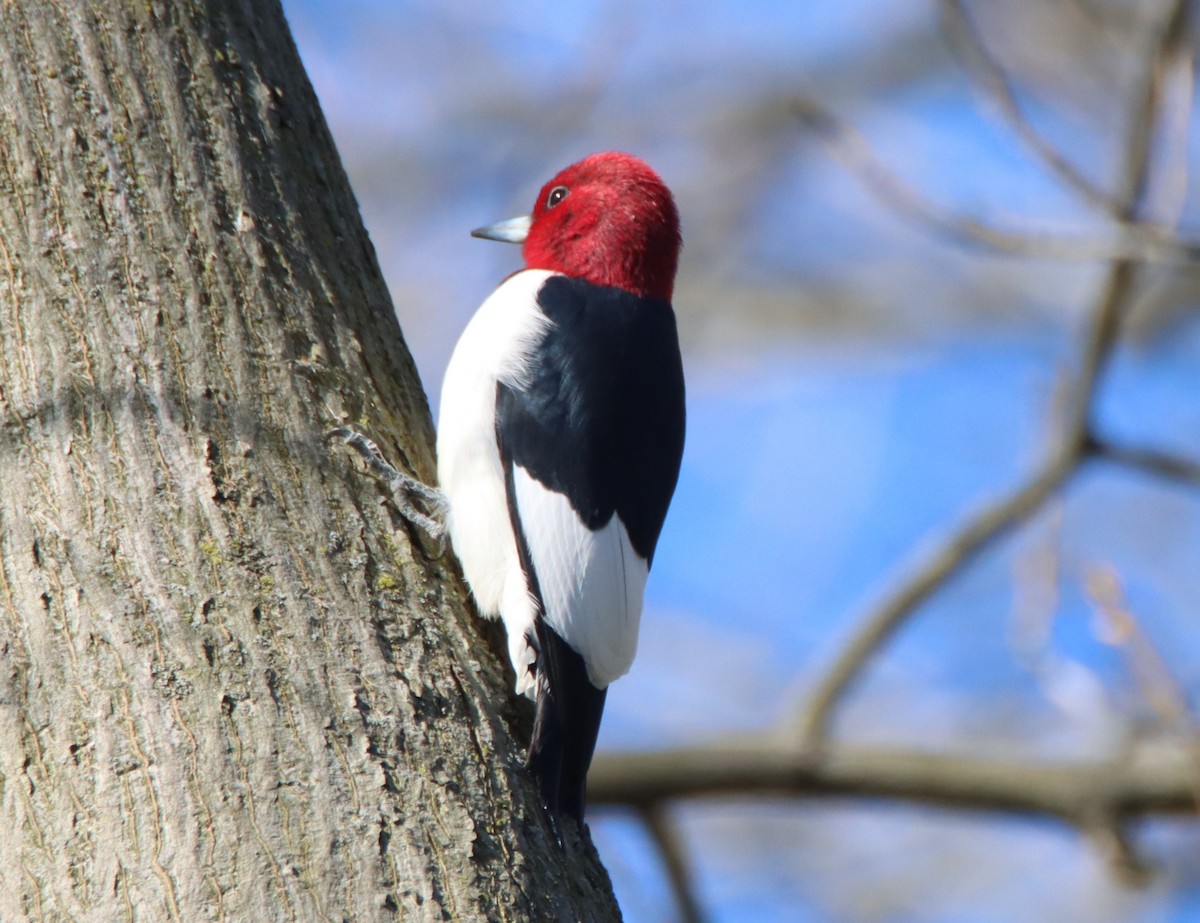 Red-headed Woodpecker - ML555570771