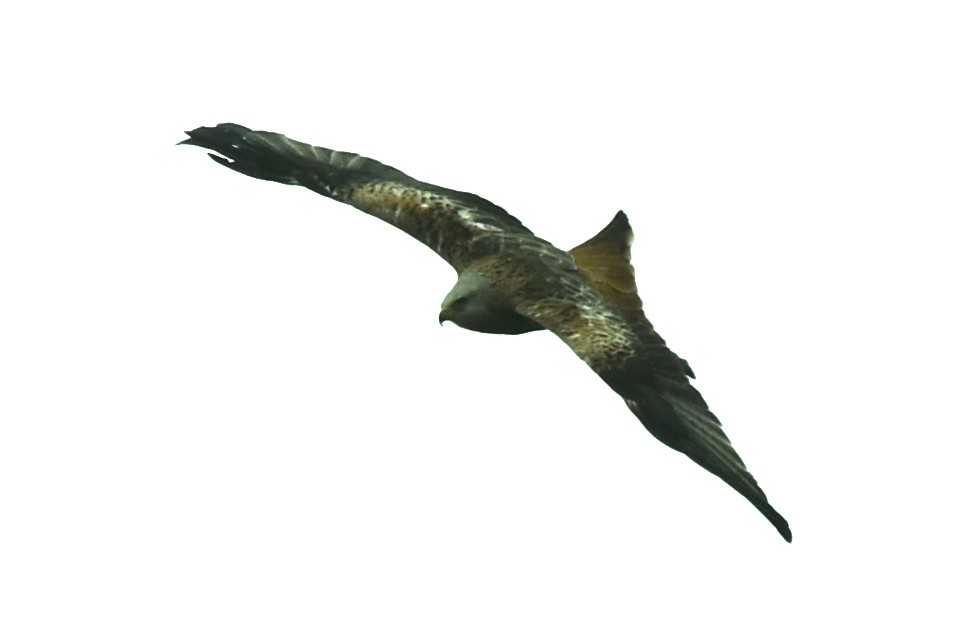 Red Kite - ML555571271