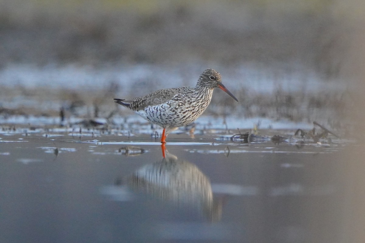 Common Redshank - Paweł Maciszkiewicz