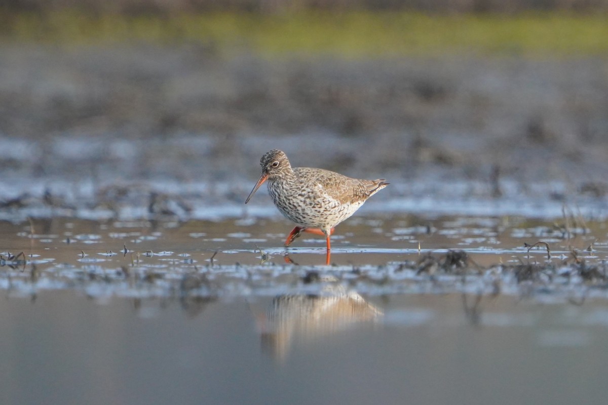 Common Redshank - Paweł Maciszkiewicz