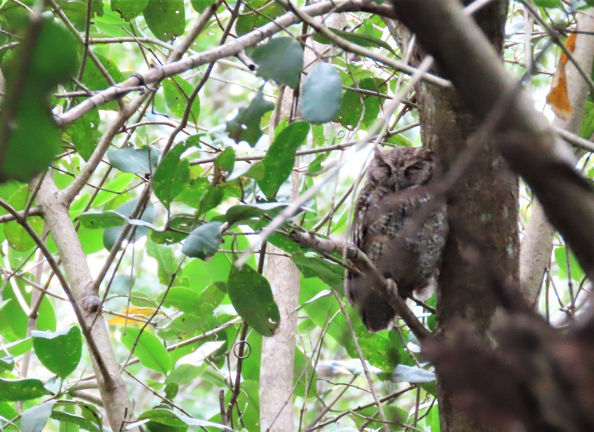 Tropical Screech-Owl - ML555575541