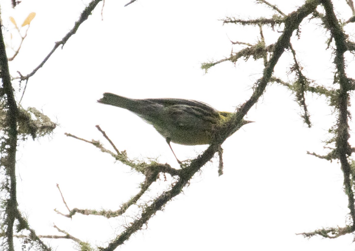 Townsend's Warbler - ML555576351