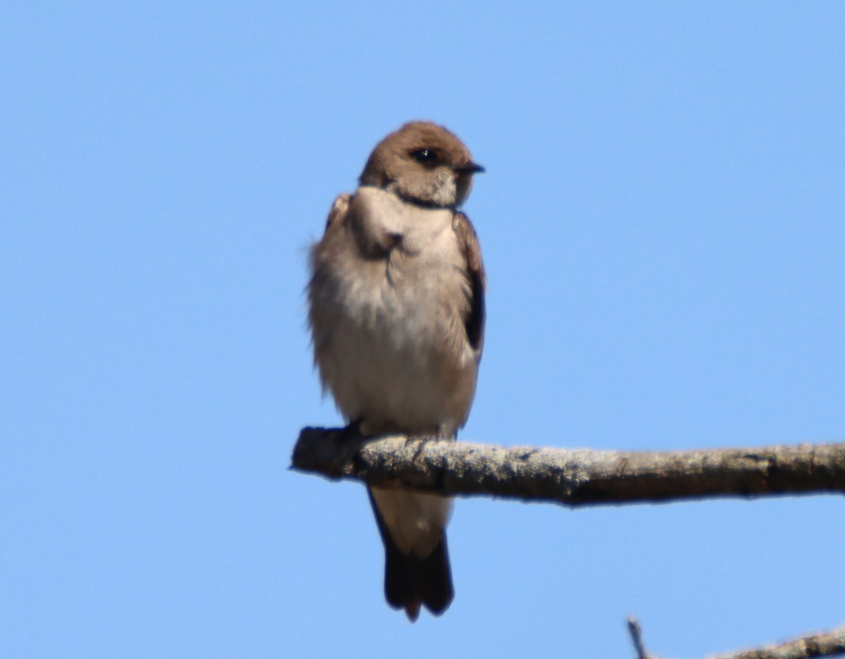 Northern Rough-winged Swallow - David Lehner