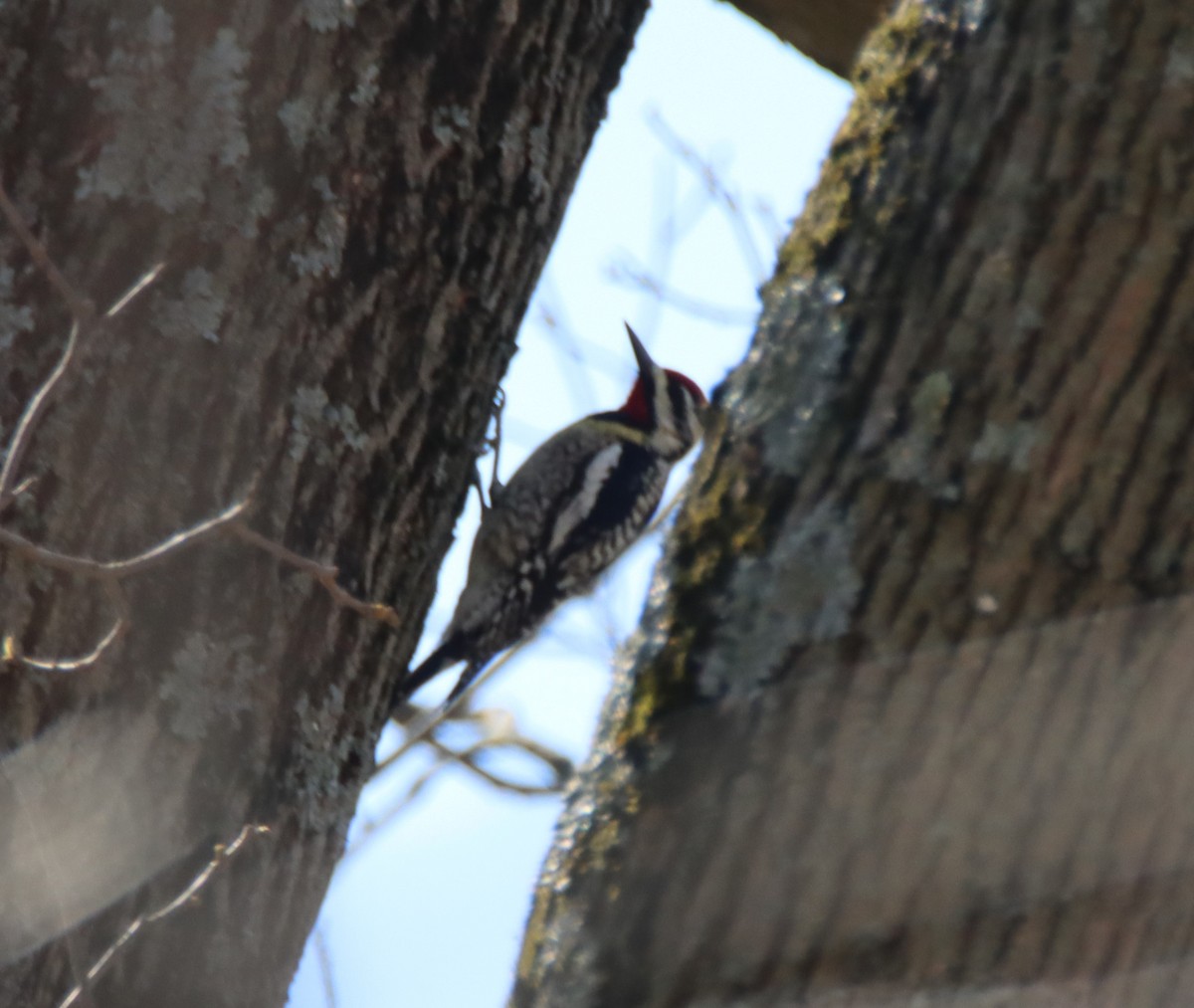 Yellow-bellied Sapsucker - ML555576781