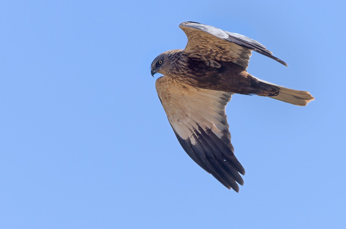 Western Marsh Harrier - ML555578021