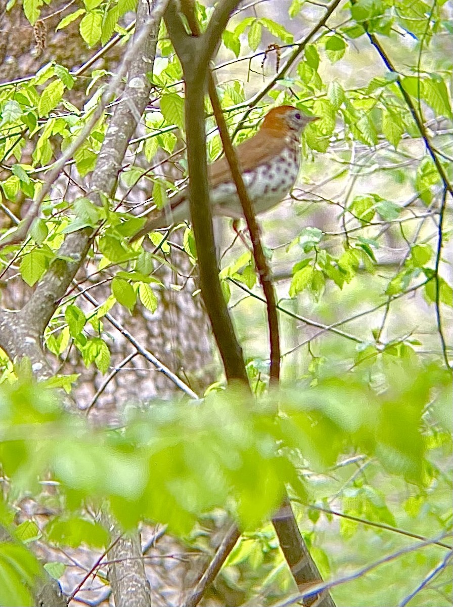Wood Thrush - ML555578151