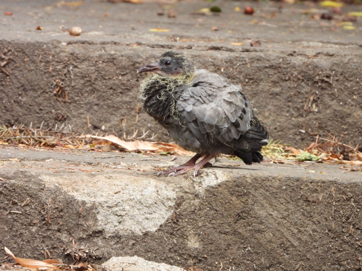 Rock Pigeon (Feral Pigeon) - ML555578371