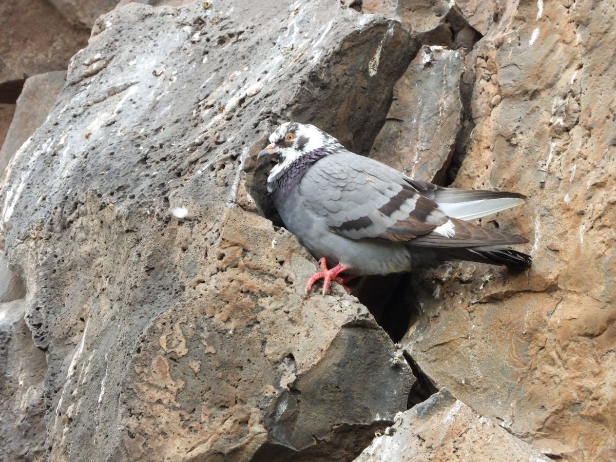 Rock Pigeon (Feral Pigeon) - ML555578381