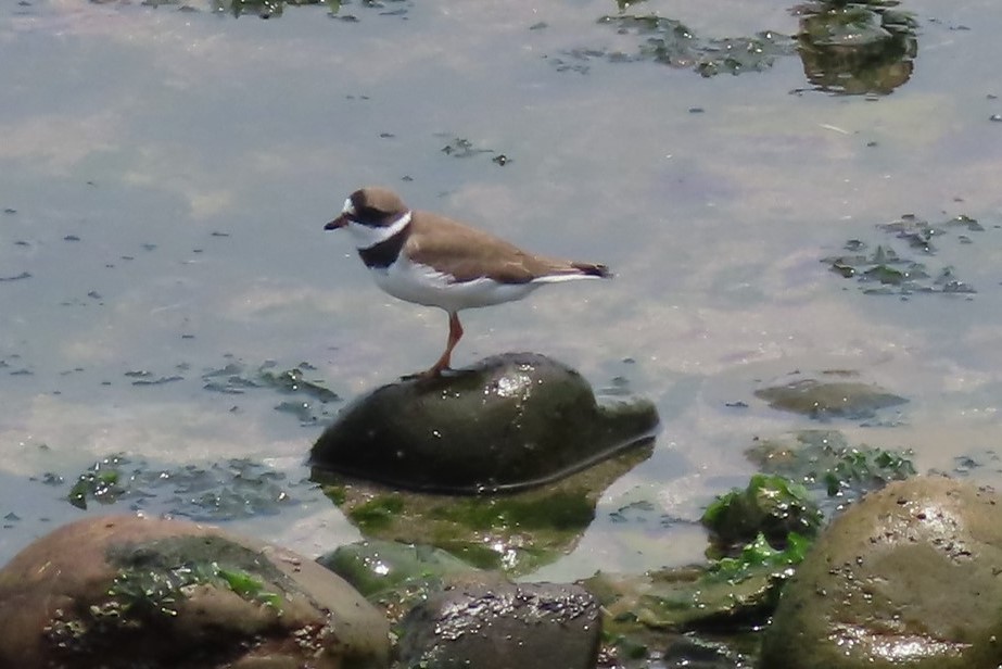 Semipalmated Plover - ML555579371