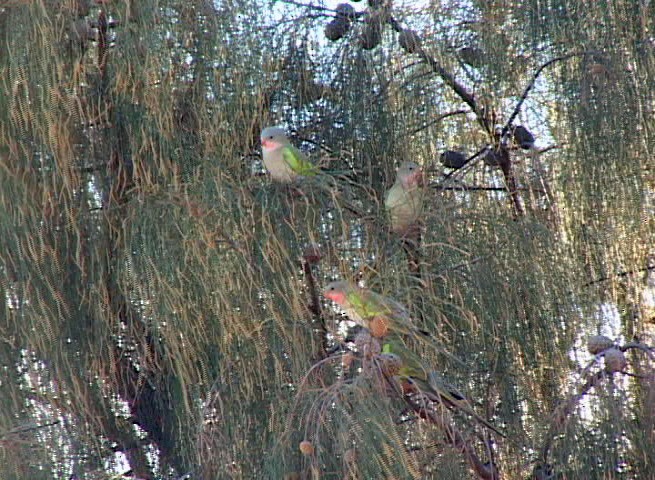 Розовогорлый попугай - ML55557941