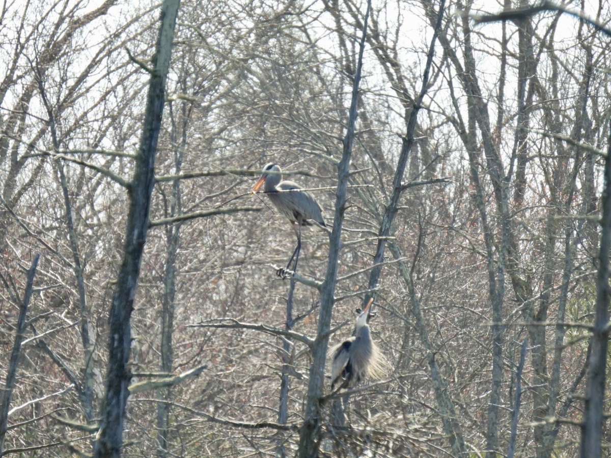 Great Blue Heron - ML555579651