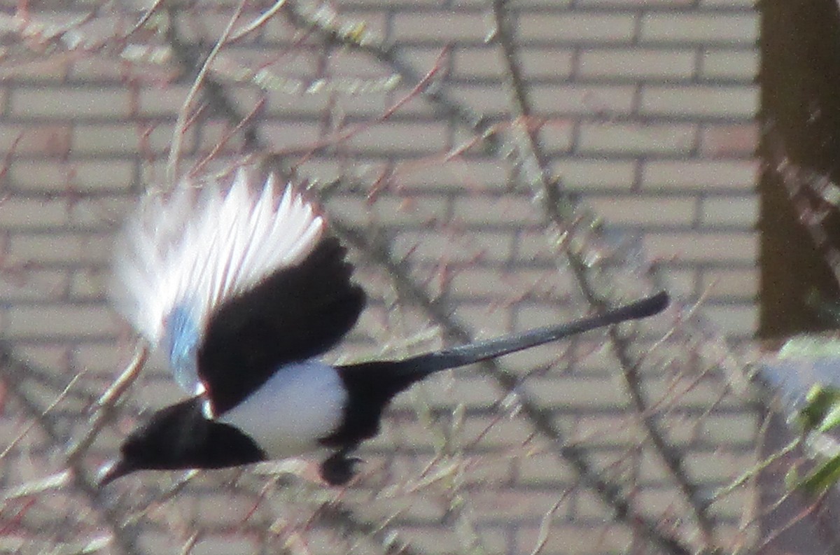 Eurasian Magpie - ML555580011