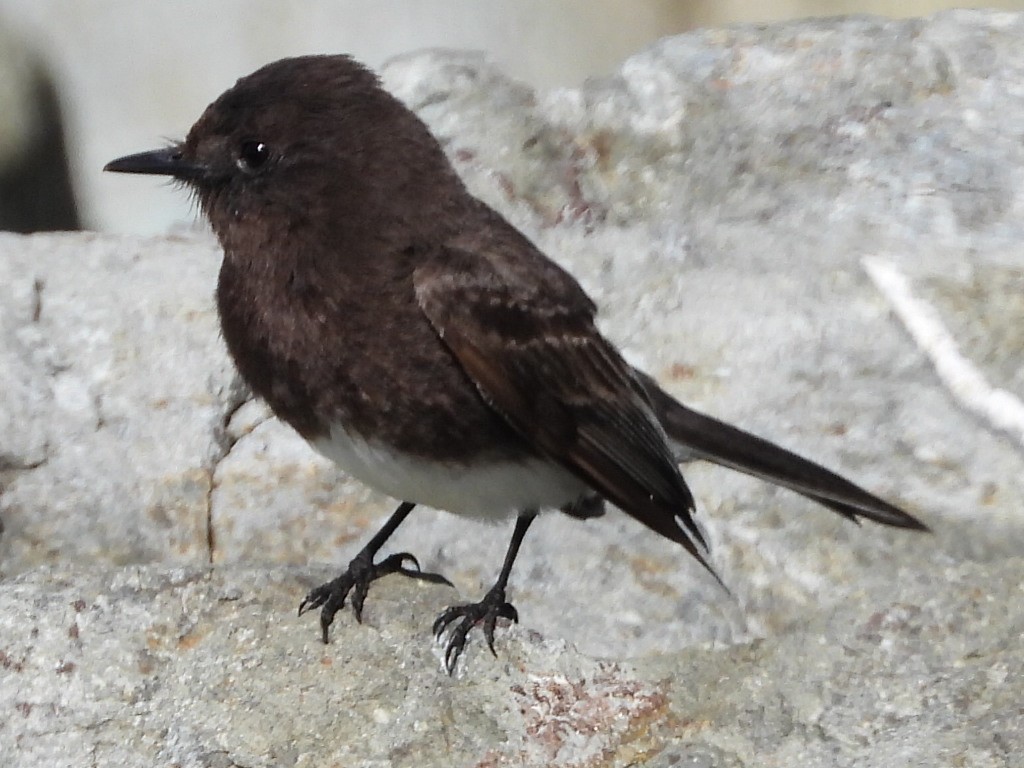 Black Phoebe - Mike Thelen